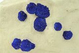 Vibrant Blue Azurite Suns on Siltstone - Australia #287970-1